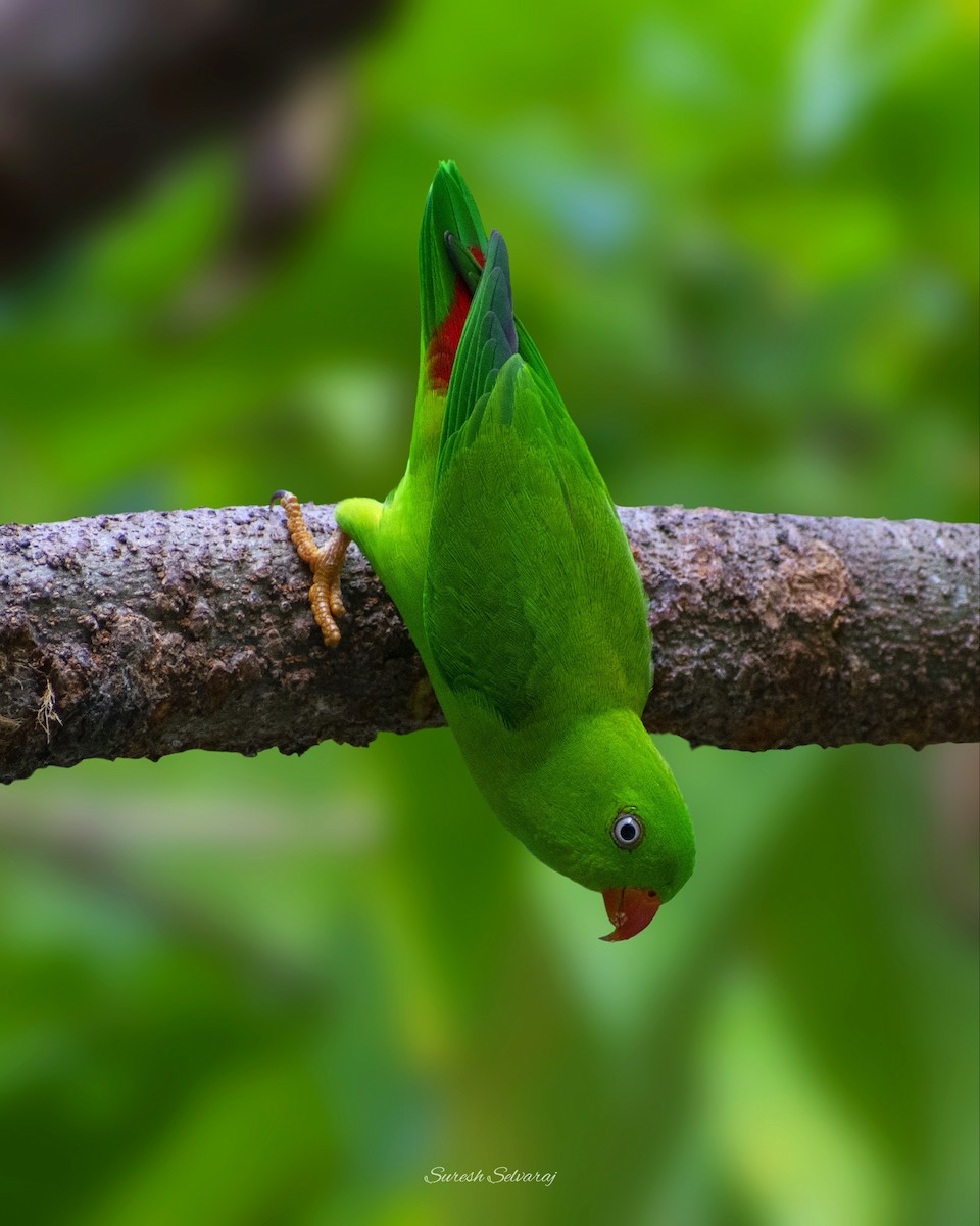 Vernal Hanging-Parrot - Suresh Kumar S
