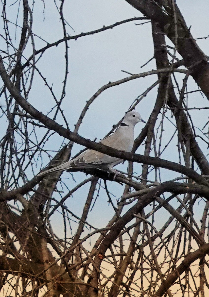 Eurasian Collared-Dove - ML611830658