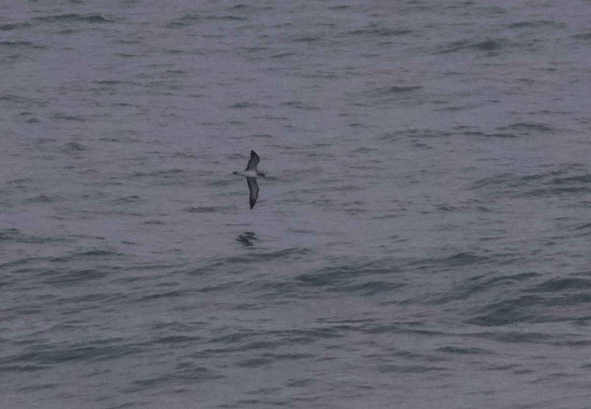 Cory's Shearwater (borealis) - ML611830681