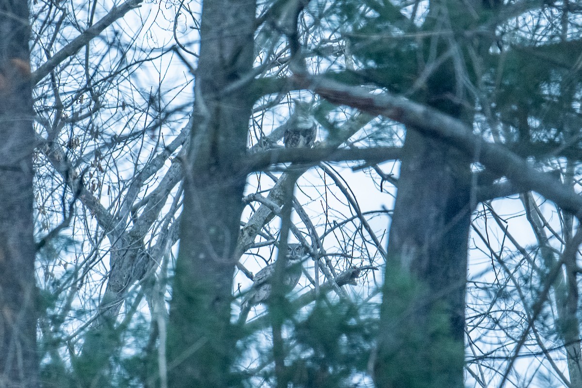 Great Horned Owl - ML611830696