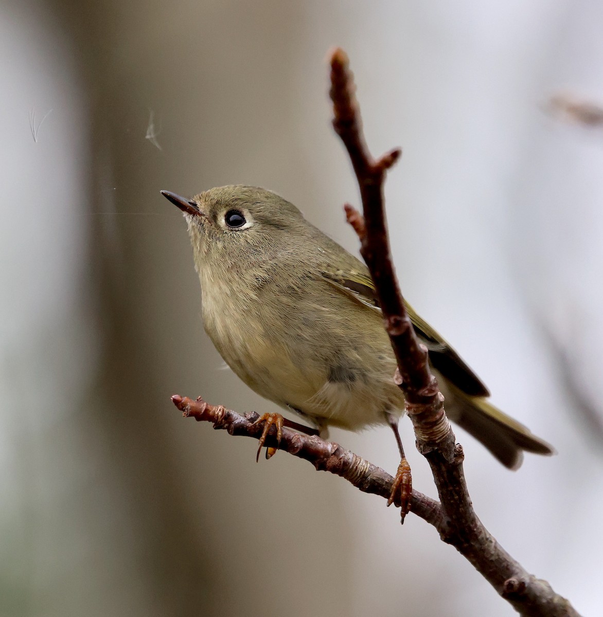 Ruby-crowned Kinglet - ML611830717