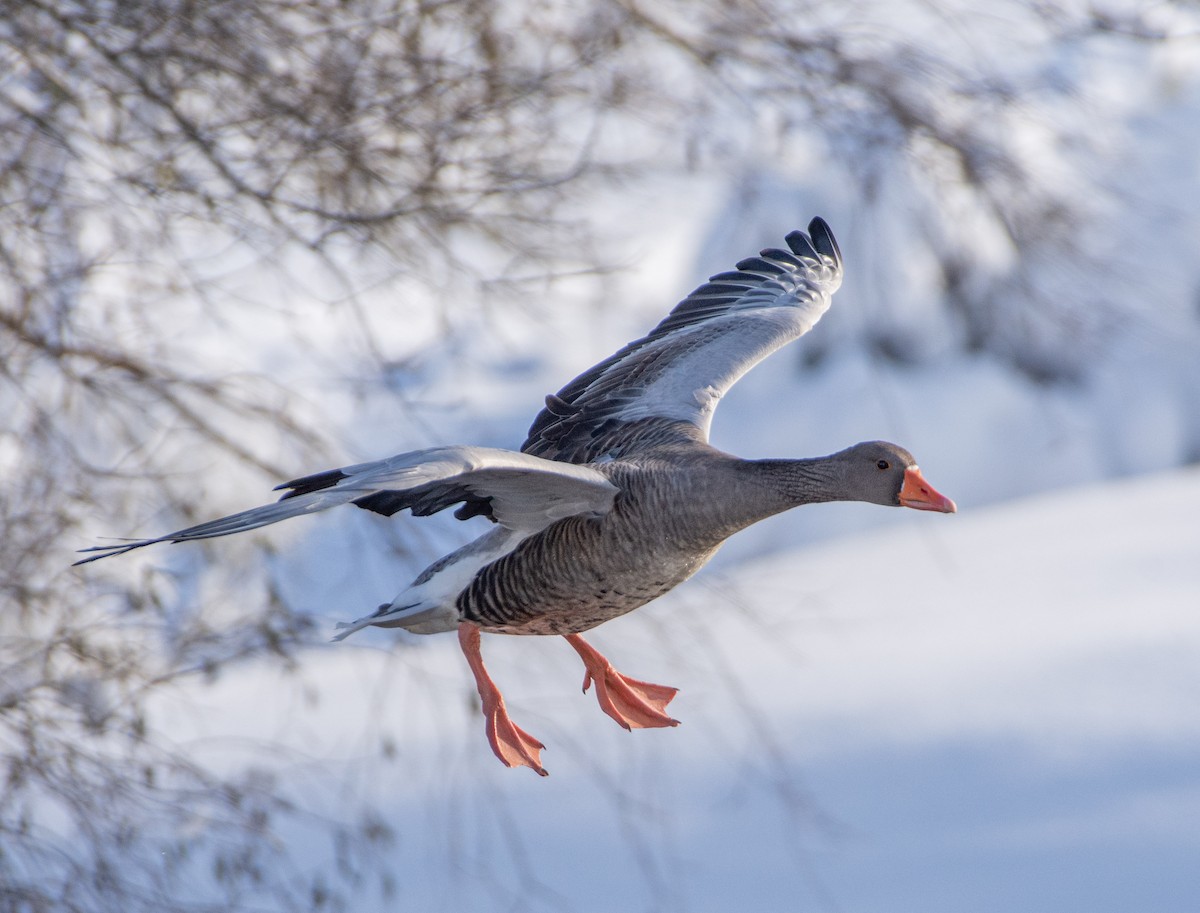 Graylag Goose - ML611830731