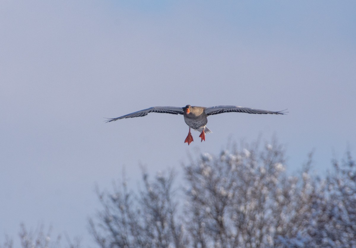 Graylag Goose - ML611830732