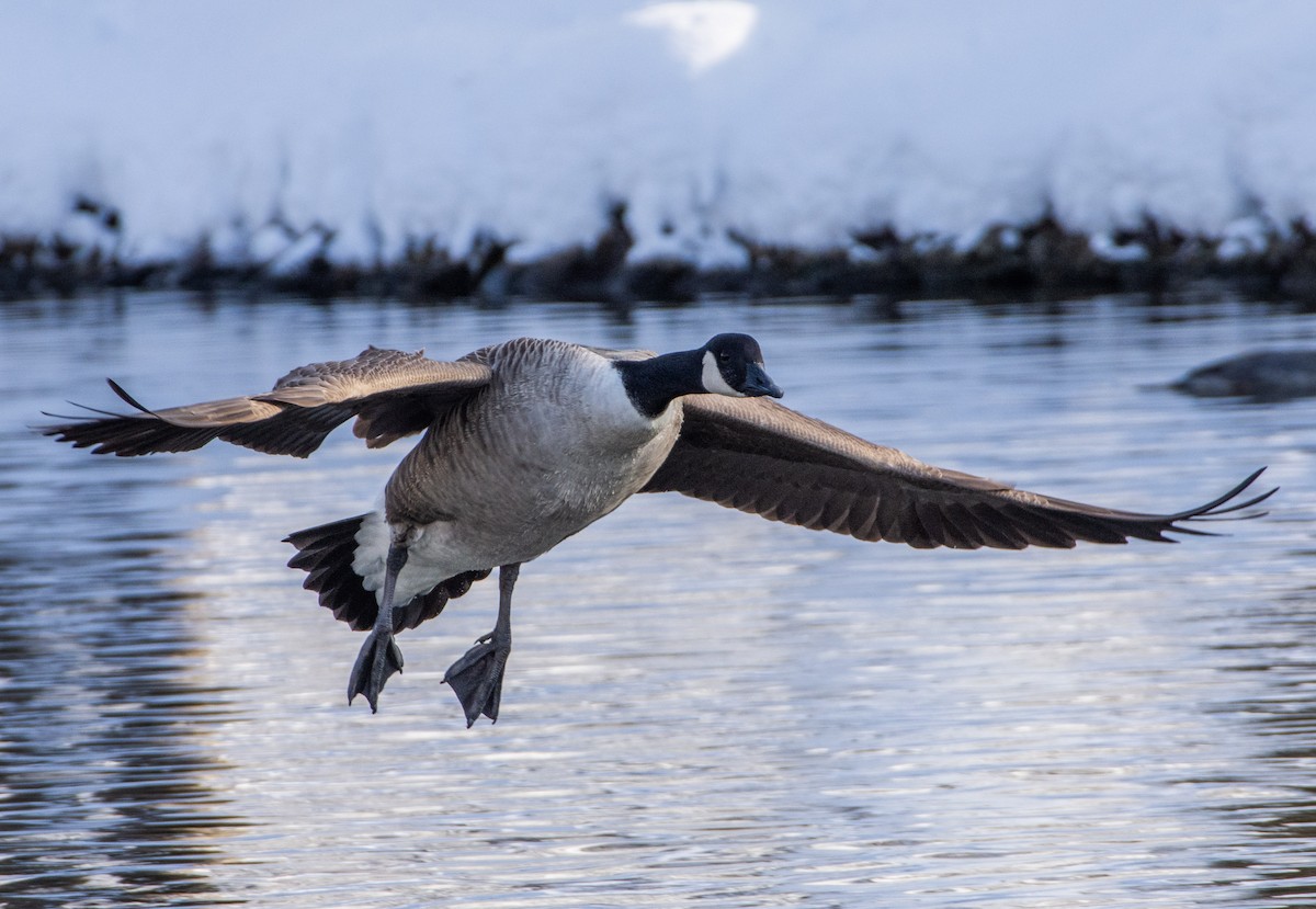 Canada Goose - ML611830736