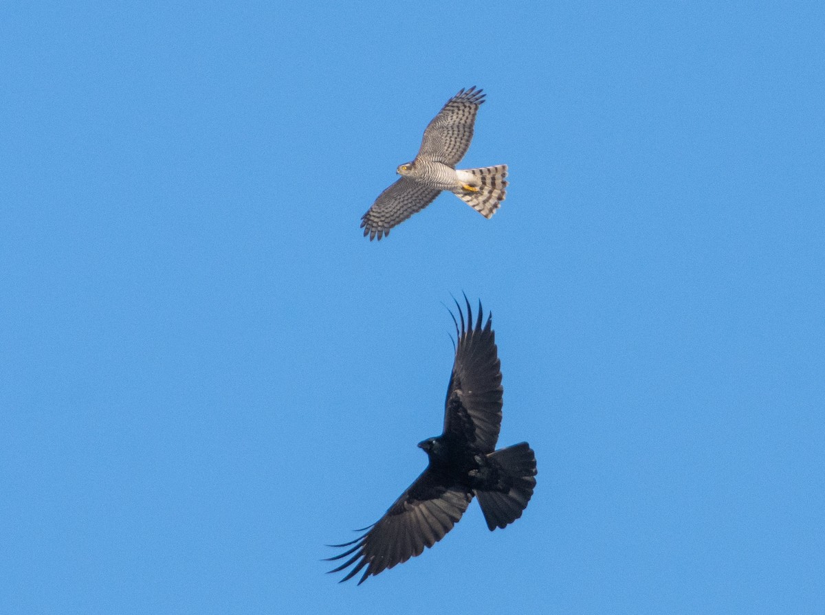 Eurasian Sparrowhawk - ML611830746