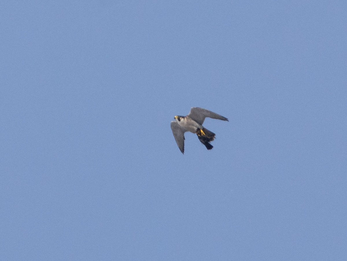 Peregrine Falcon - ML611830758