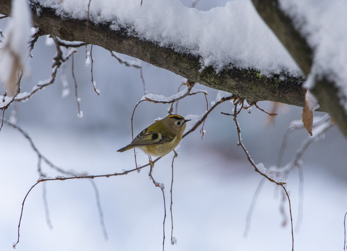 Goldcrest - ML611830767