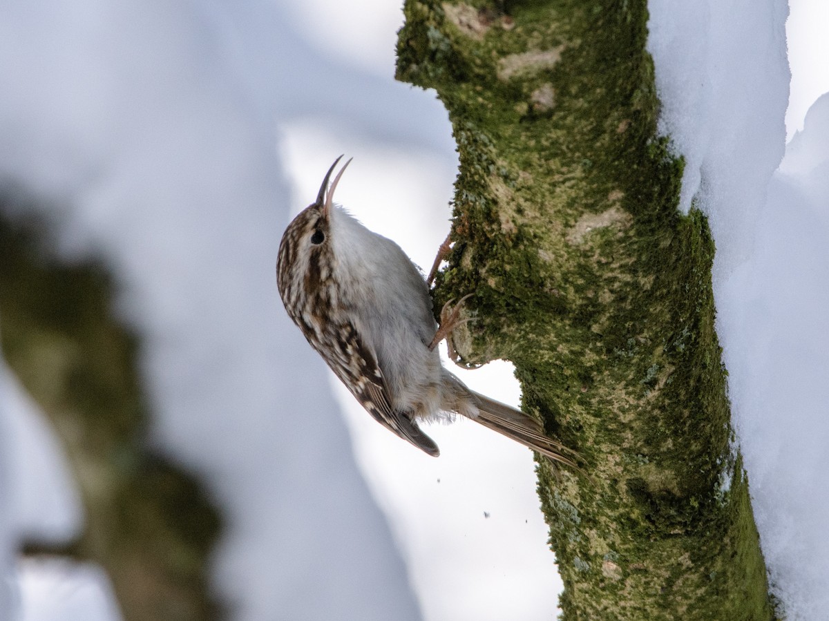 Eurasian Treecreeper - ML611830771