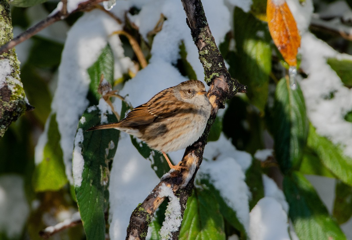 Dunnock - ML611830775