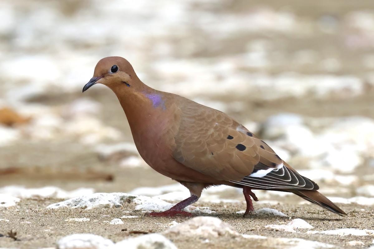 Zenaida Dove - ML611830938