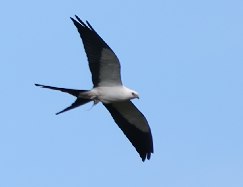 Swallow-tailed Kite - Aidan Y