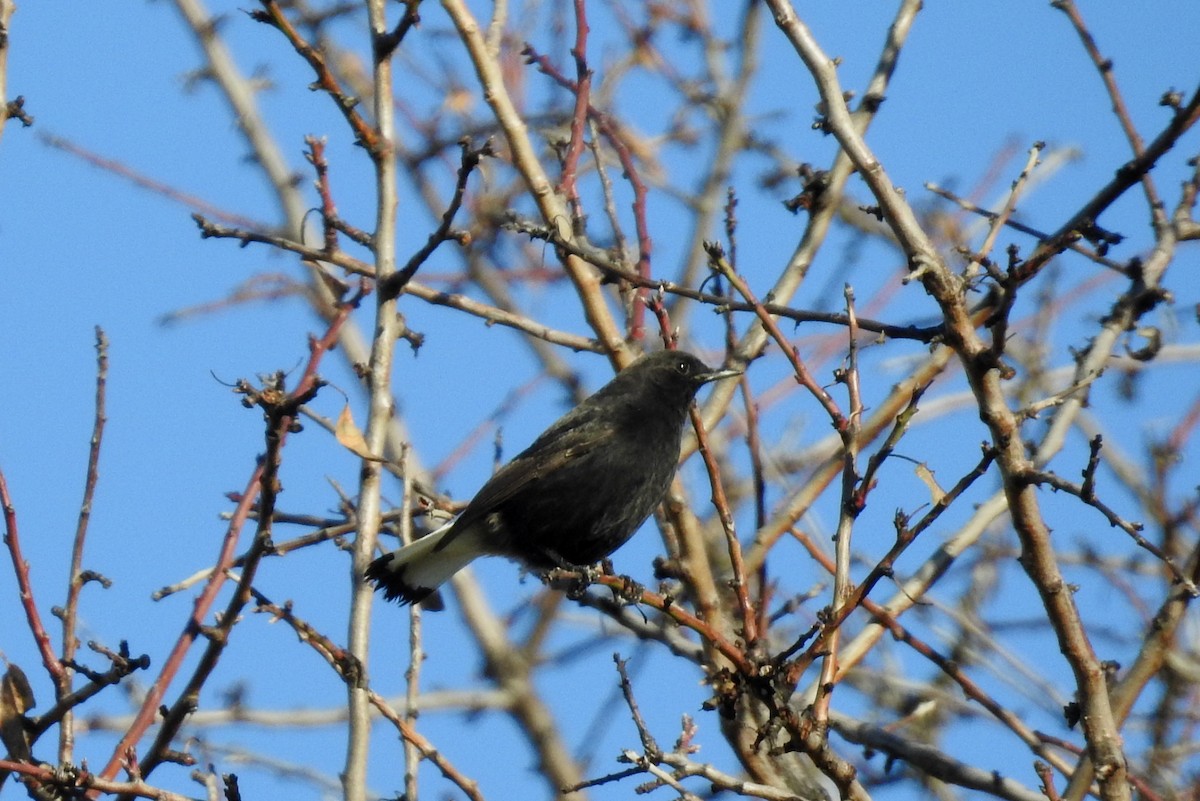 Black Wheatear - ML611831076