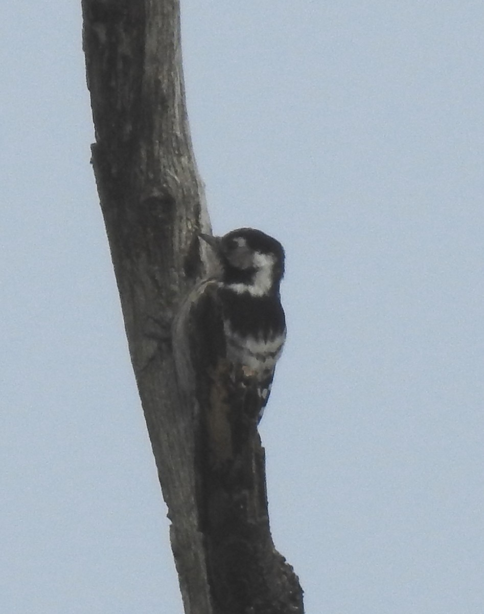 Lesser Spotted Woodpecker - ML611831085