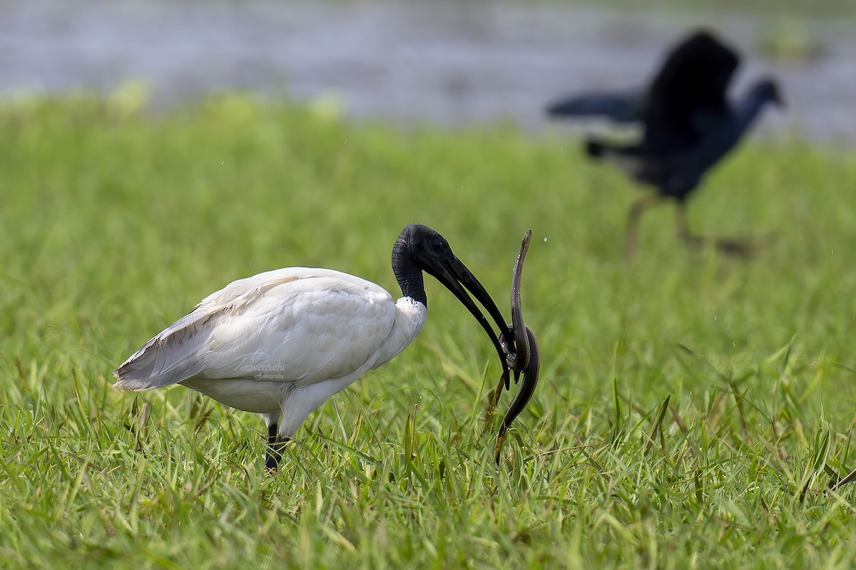 Ibis à tête noire - ML611831179