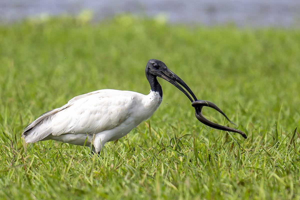 ibis černohlavý - ML611831180