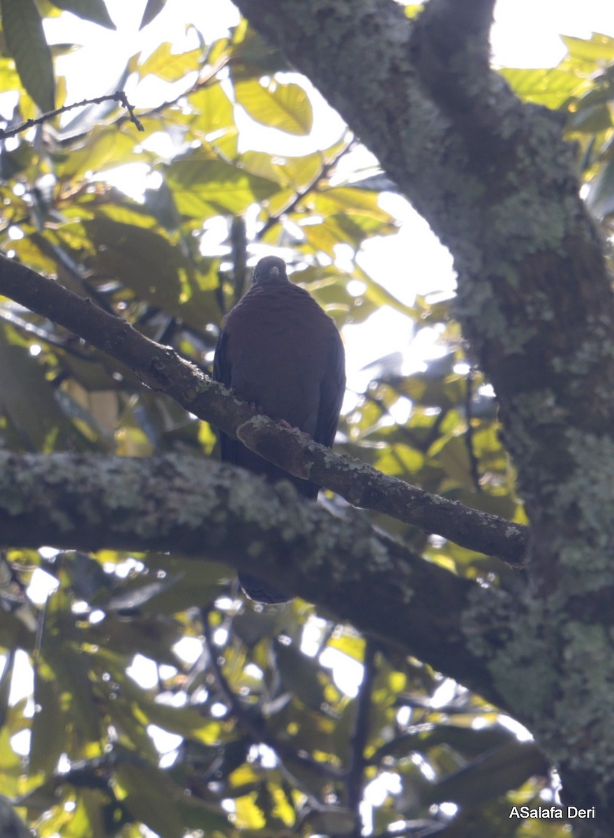 Delegorgue's Pigeon (Northern) - ML611831210