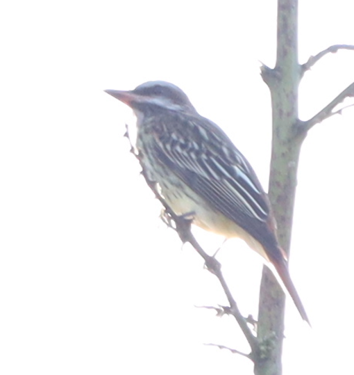 Sulphur-bellied Flycatcher - ML611831235