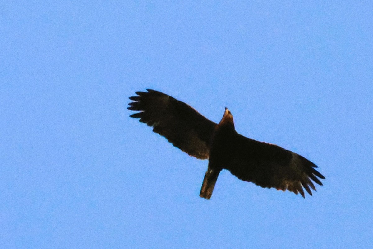 Wahlberg's Eagle - Audrey Whitlock