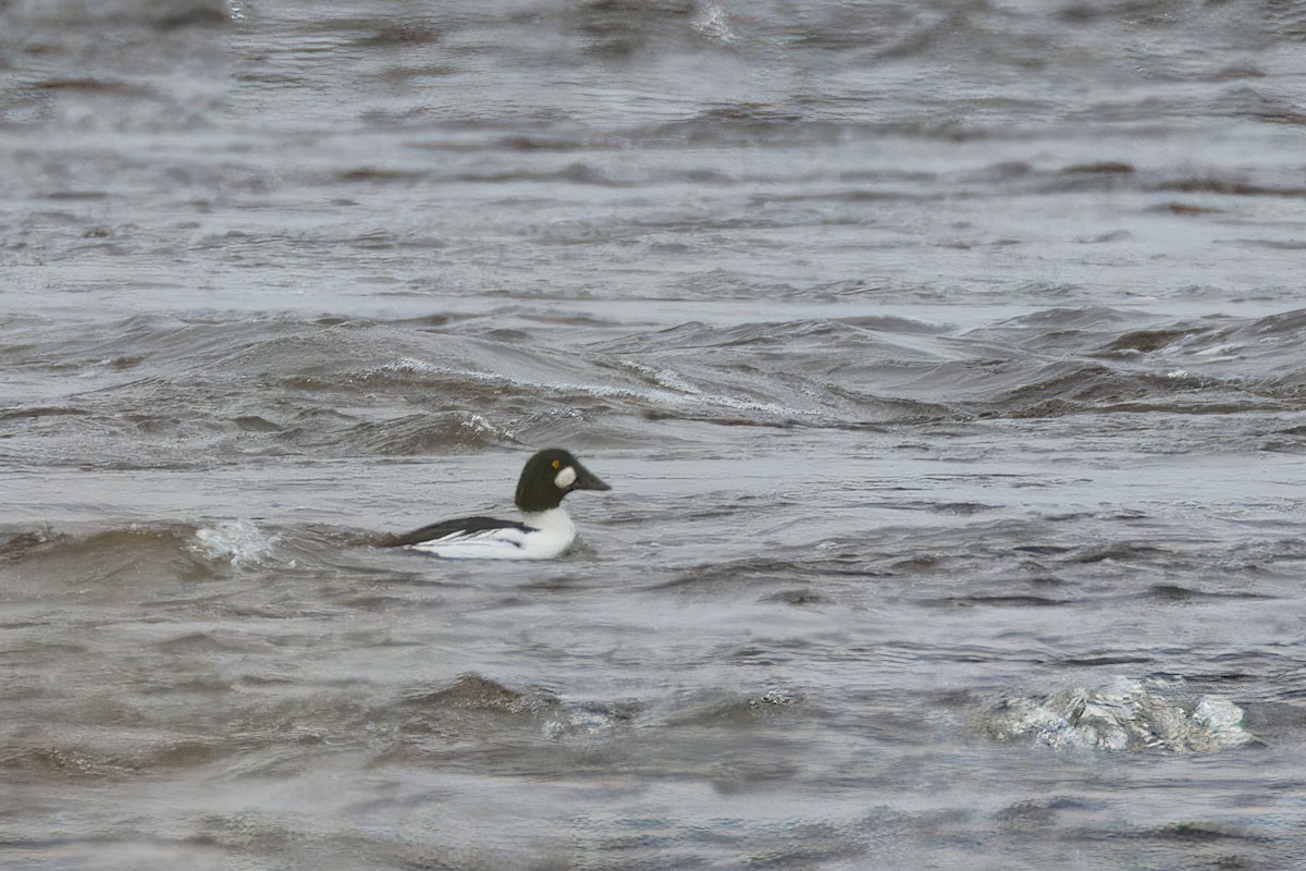 Common Goldeneye - ML611831583