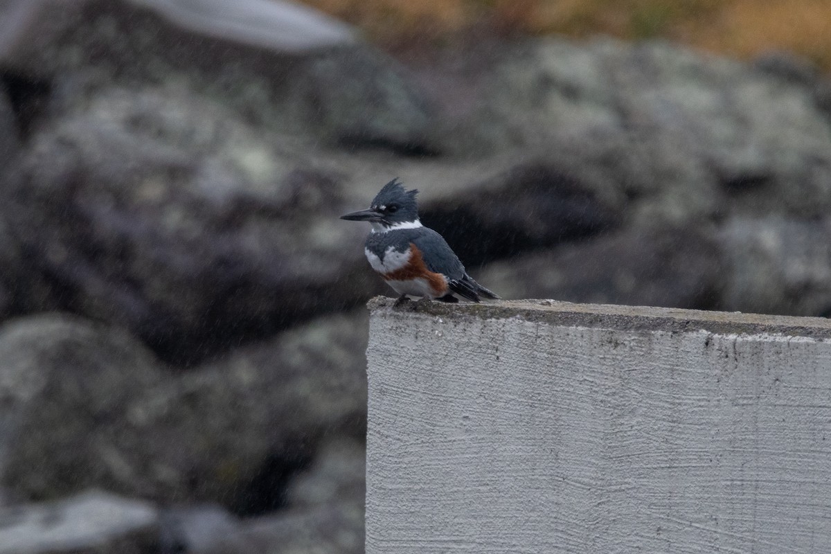 Belted Kingfisher - ML611831598