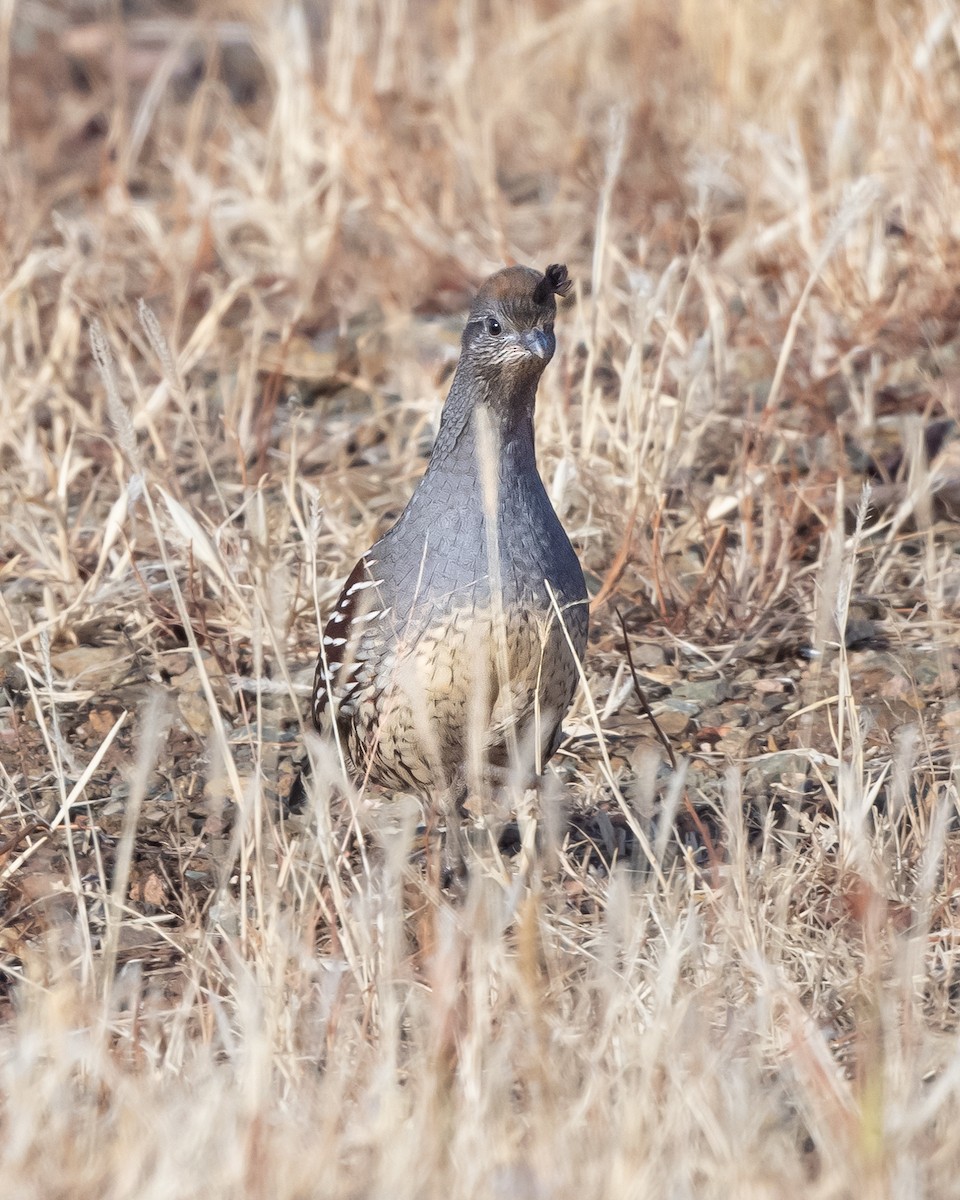 Gambel's Quail - ML611831663