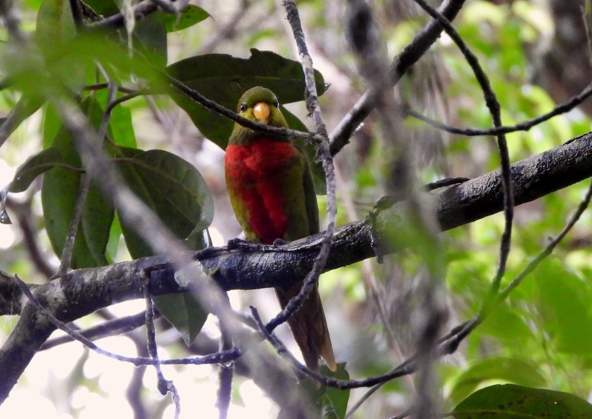 Yellow-billed Lorikeet - ML611831724