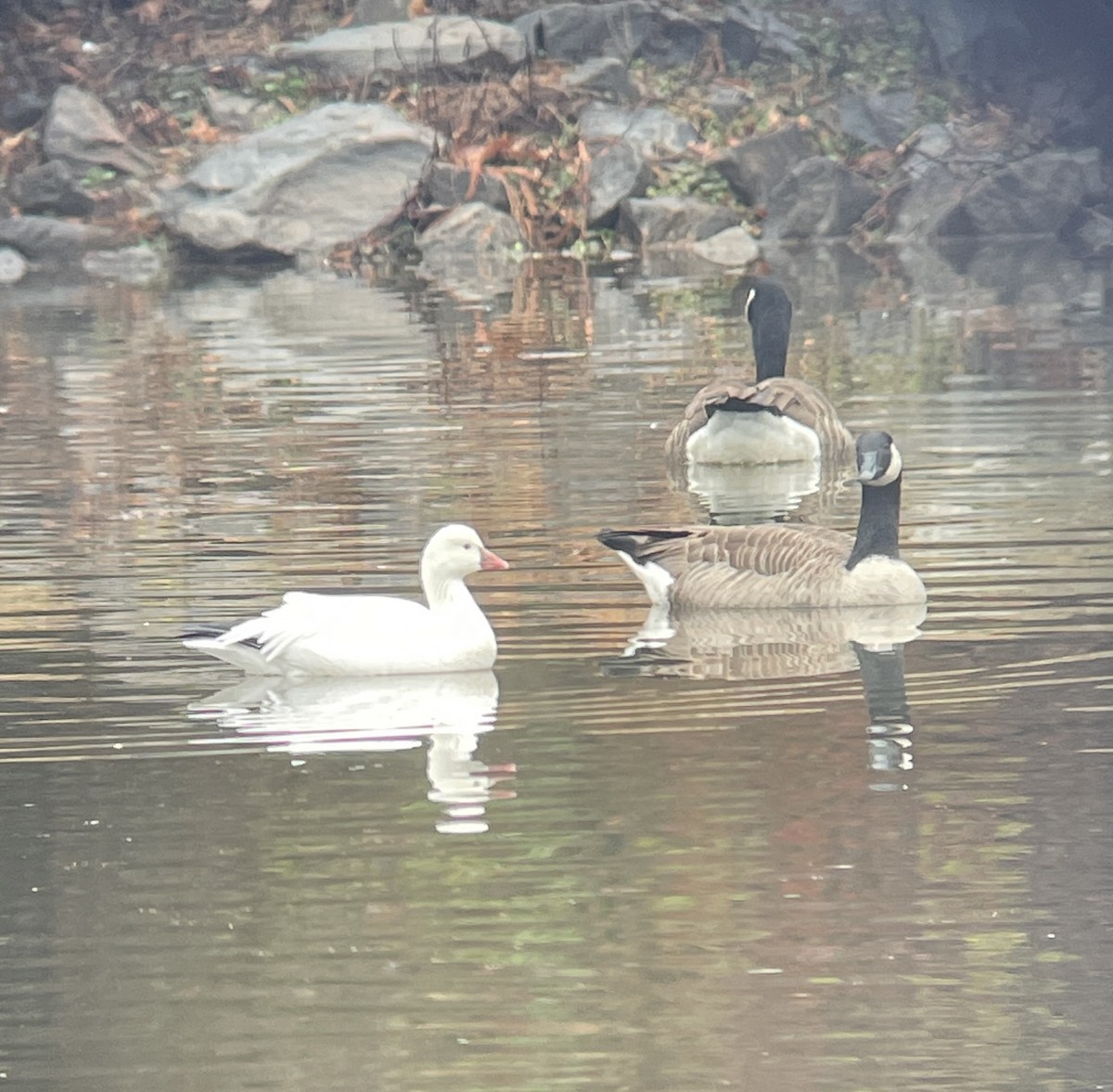 Ross's Goose - ML611831751