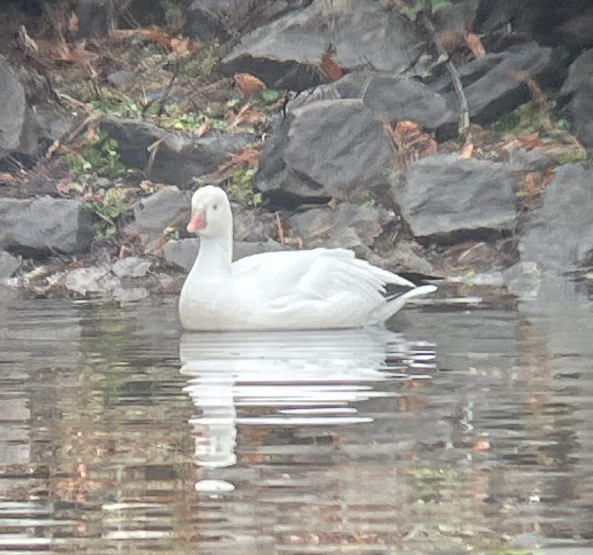 Ross's Goose - Dwayne Martin