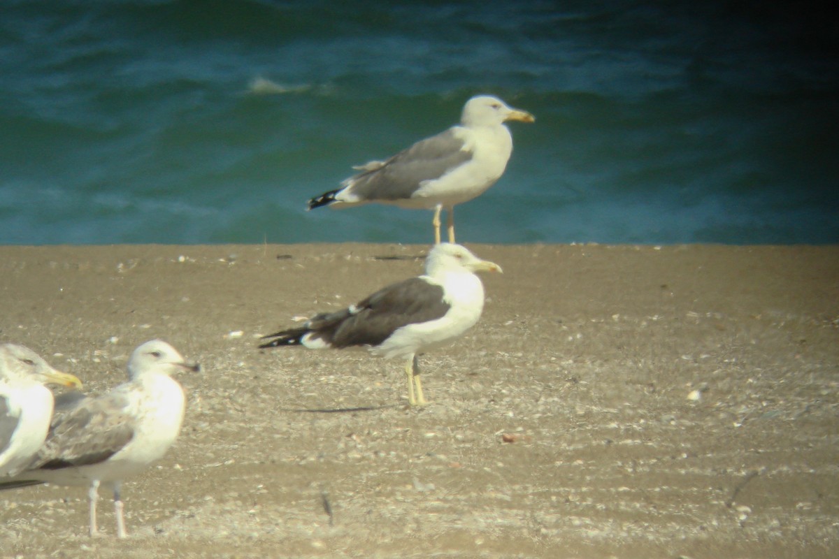 Lesser Black-backed Gull (Heuglin's) - ML611831765