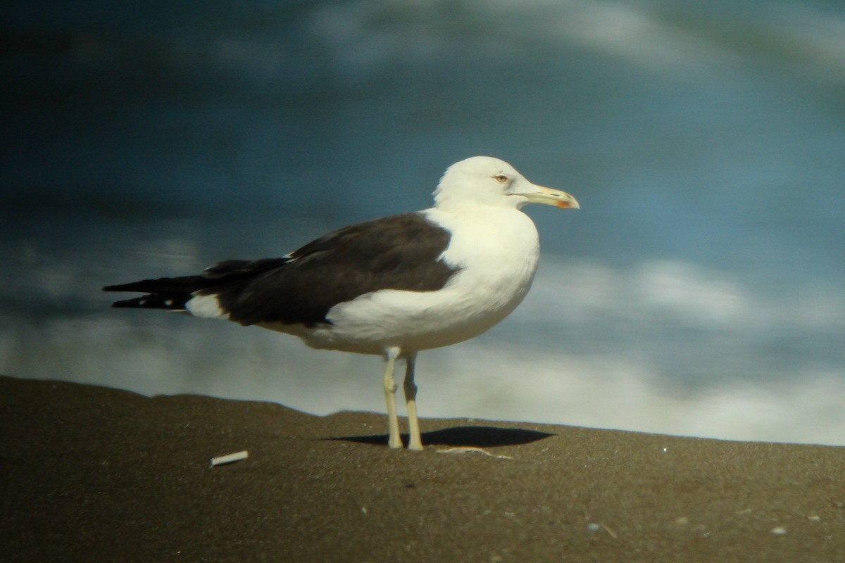 Gaviota Sombría (heuglini) - ML611831766