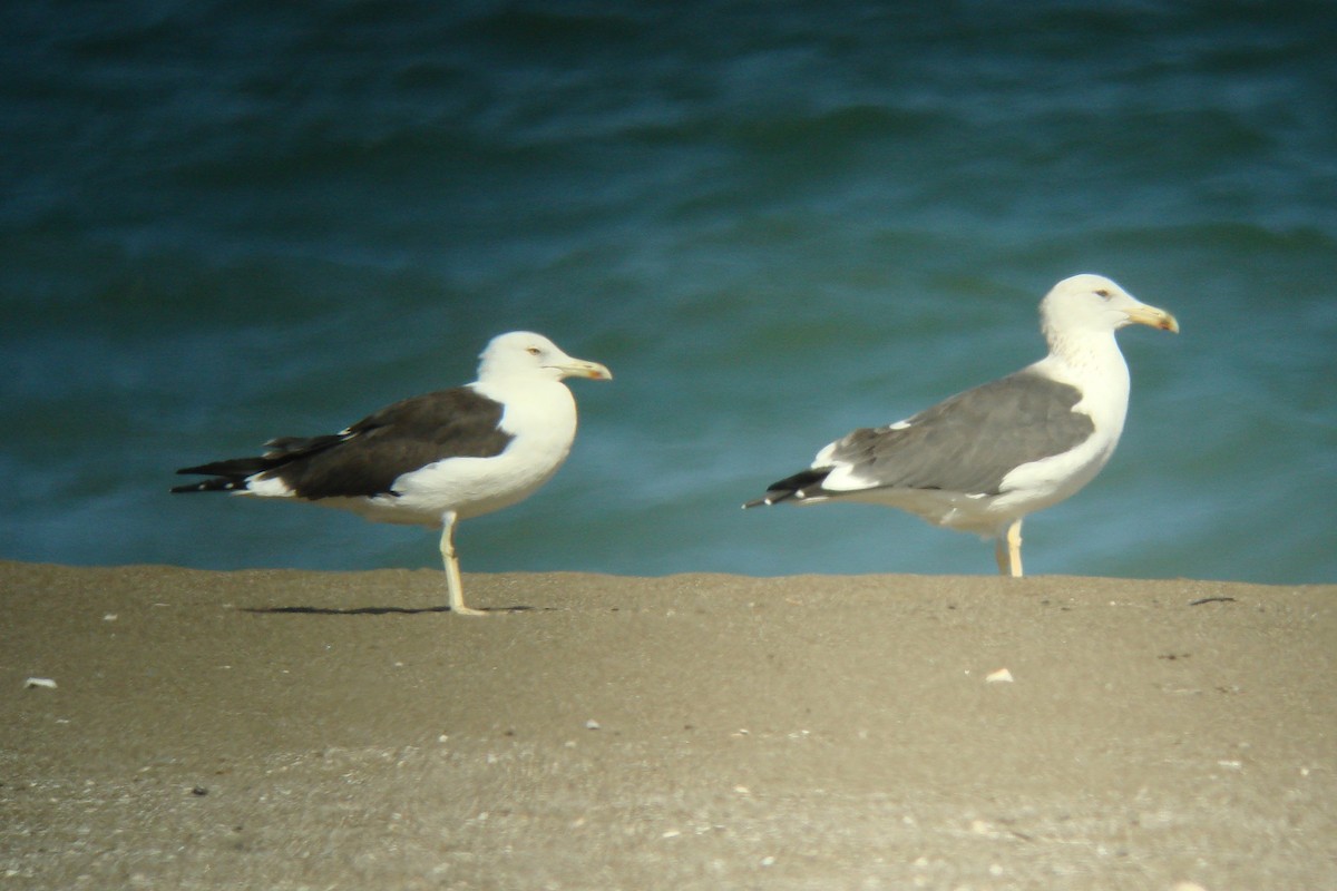 Lesser Black-backed Gull (Heuglin's) - ML611831767