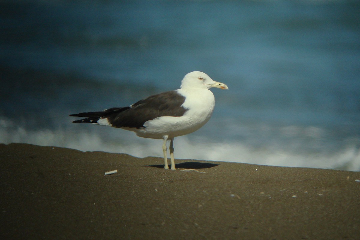 Gaviota Sombría (heuglini) - ML611831768