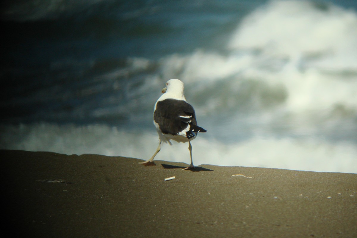 Gaviota Sombría (heuglini) - ML611831769