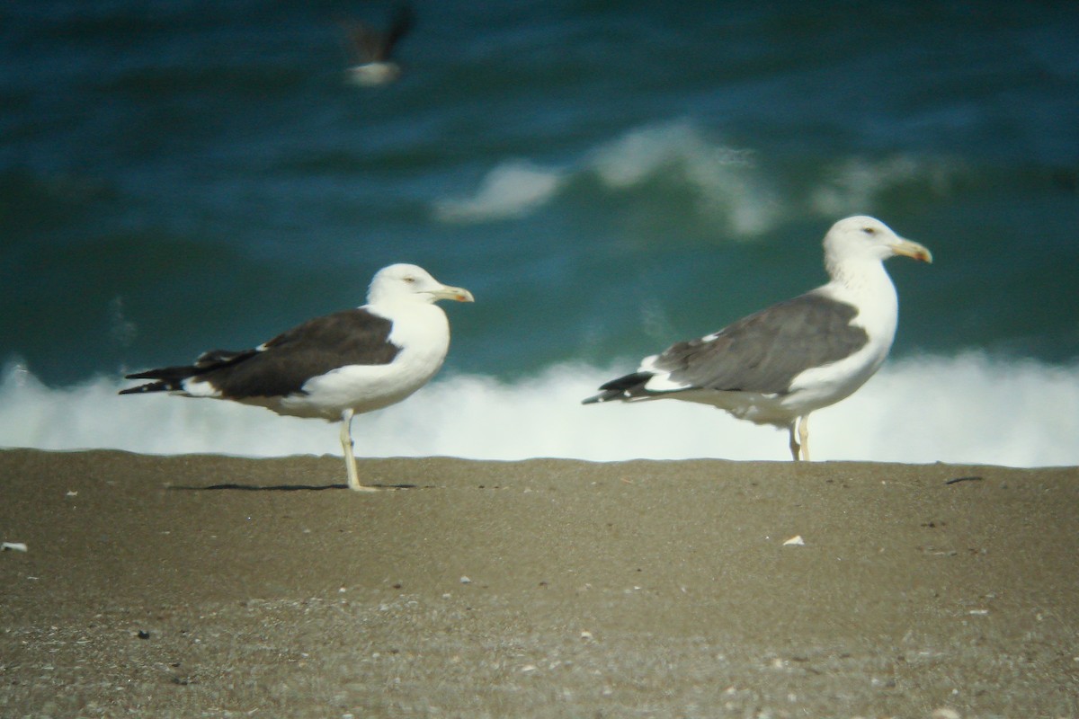 Gaviota Sombría (heuglini) - ML611831770