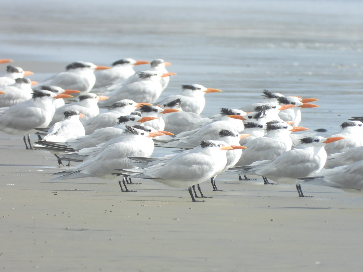 Royal Tern - ML611831781