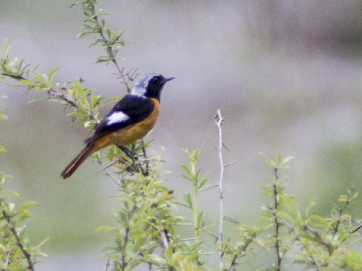 Дагуур гал сүүлт - ML611831836