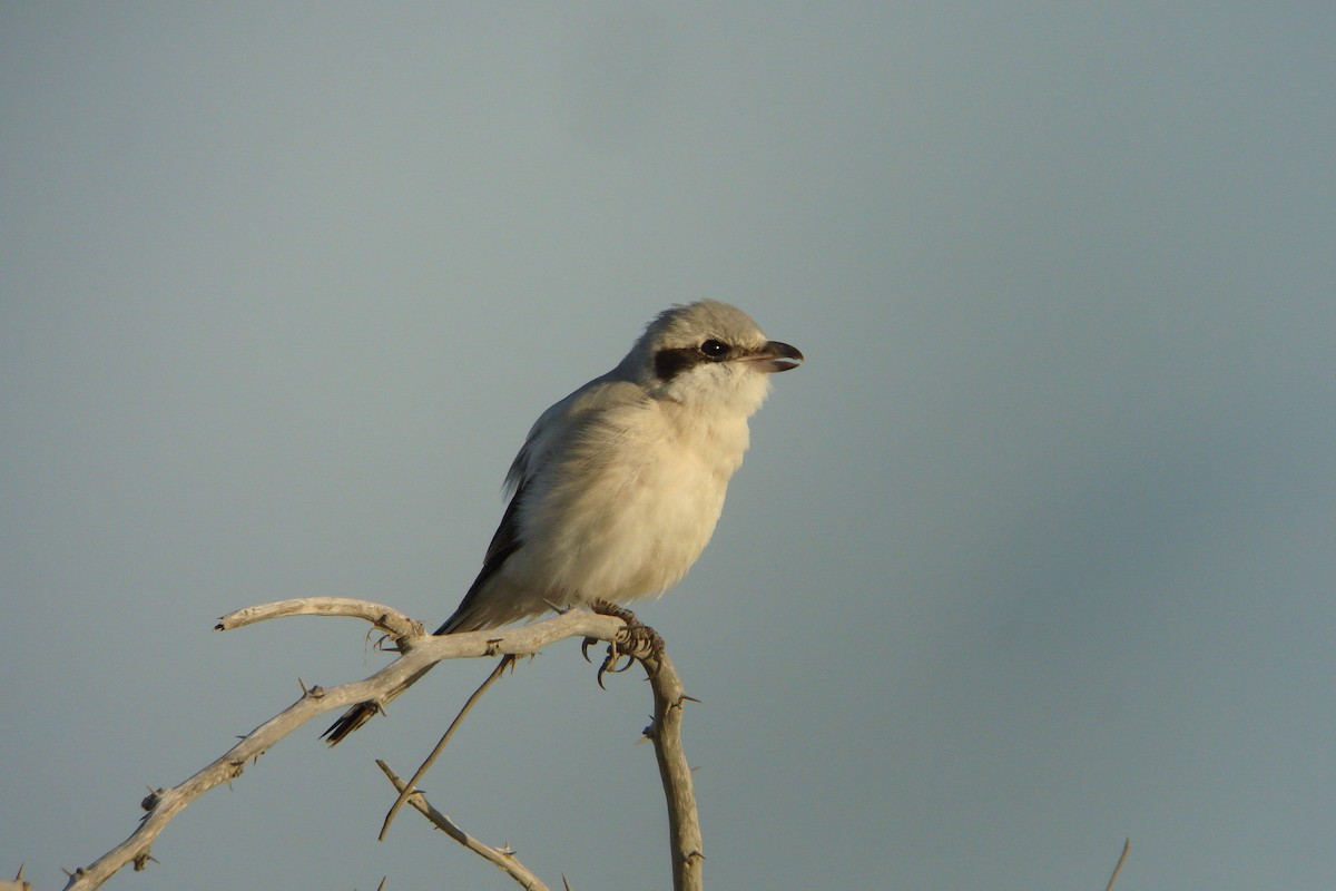 Pie-grièche grise (pallidirostris) - ML611831845