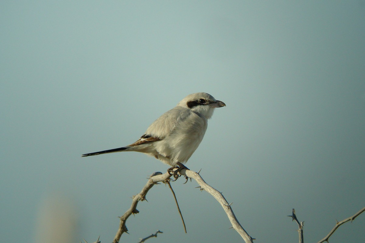 Pie-grièche grise (pallidirostris) - ML611831846