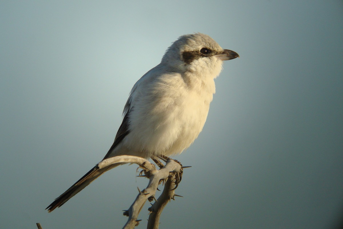 Pie-grièche grise (pallidirostris) - ML611831848