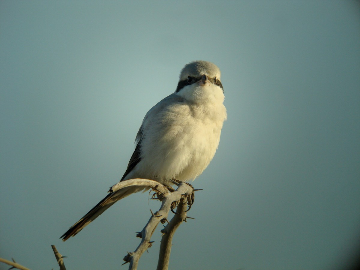 Great Gray Shrike (Steppe) - ML611831849