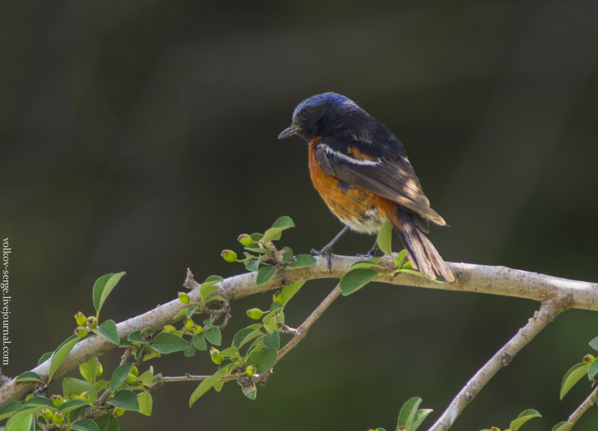 White-throated Redstart - ML611831882