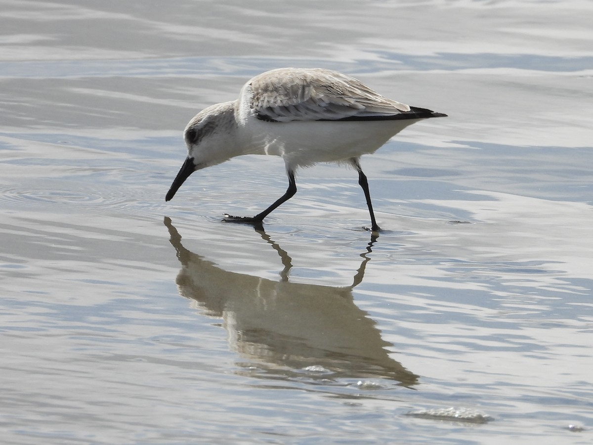 Bécasseau sanderling - ML611831908