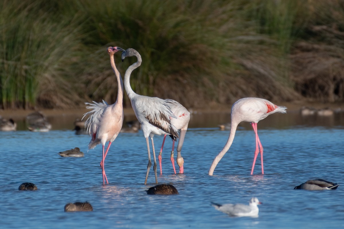 Greater Flamingo - ML611831914