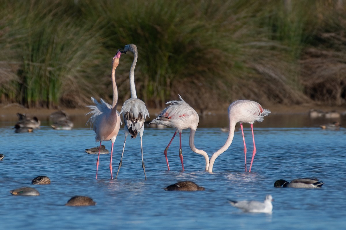 Greater Flamingo - ML611831915