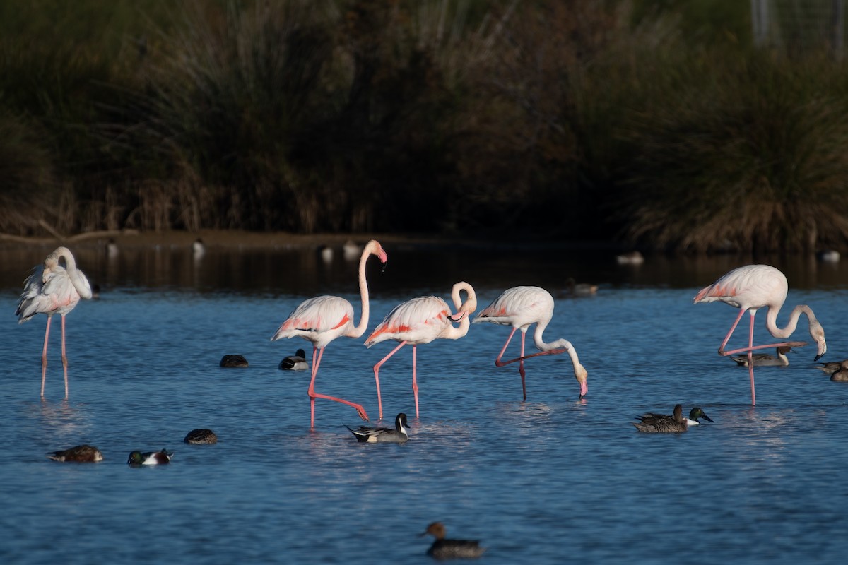 Greater Flamingo - ML611831916