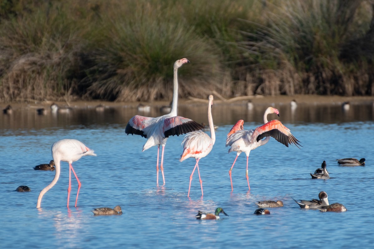 Greater Flamingo - ML611831917