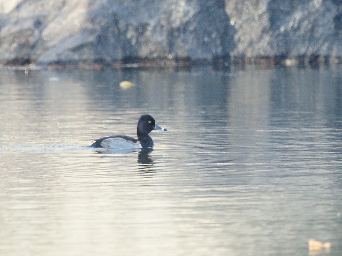 Ring-necked Duck - ML611831929