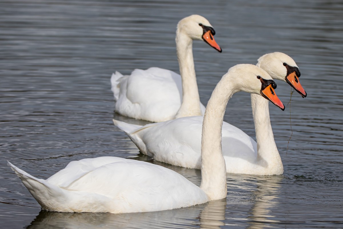 Cygne tuberculé - ML611831942