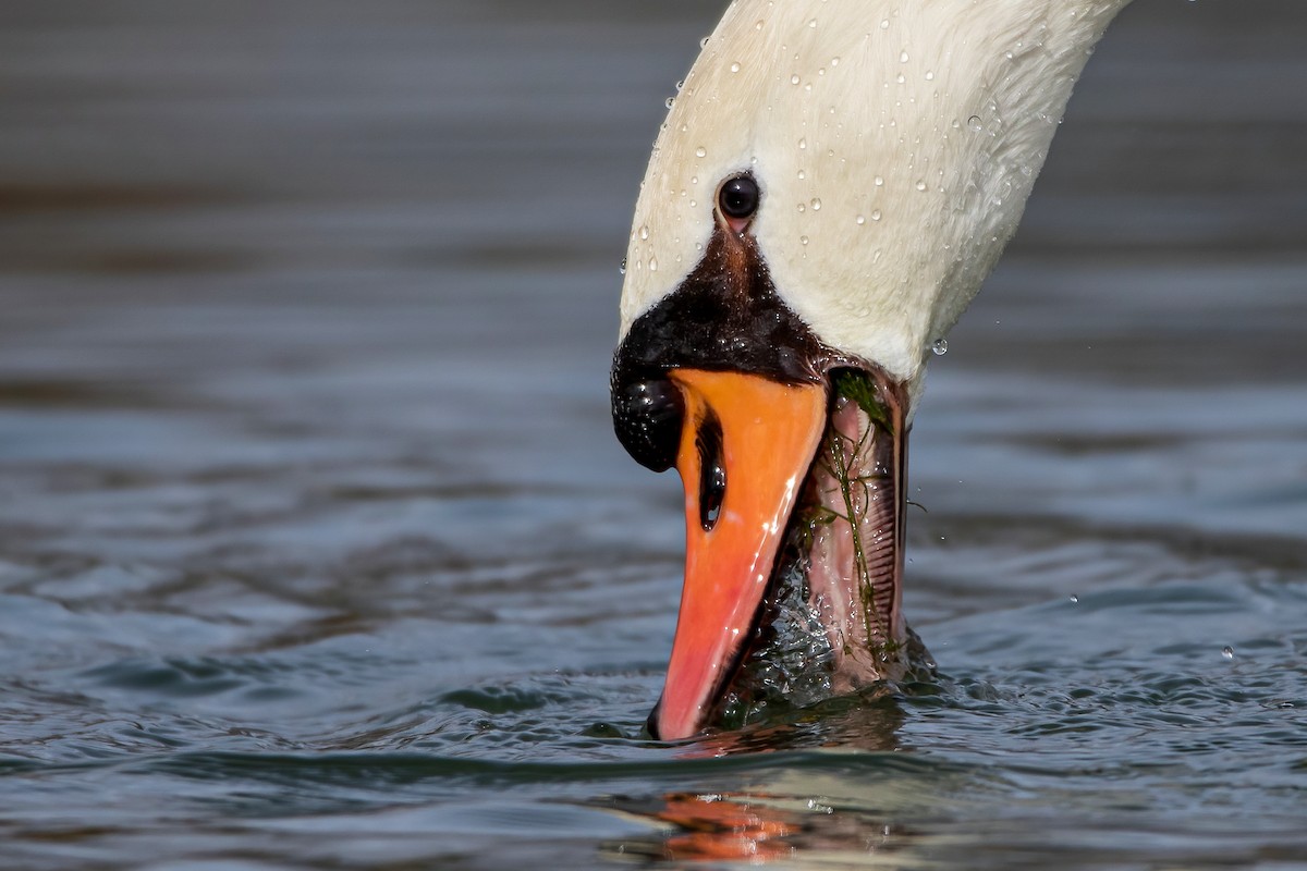 Cygne tuberculé - ML611831943