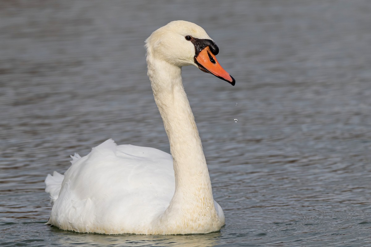 Cygne tuberculé - ML611831946